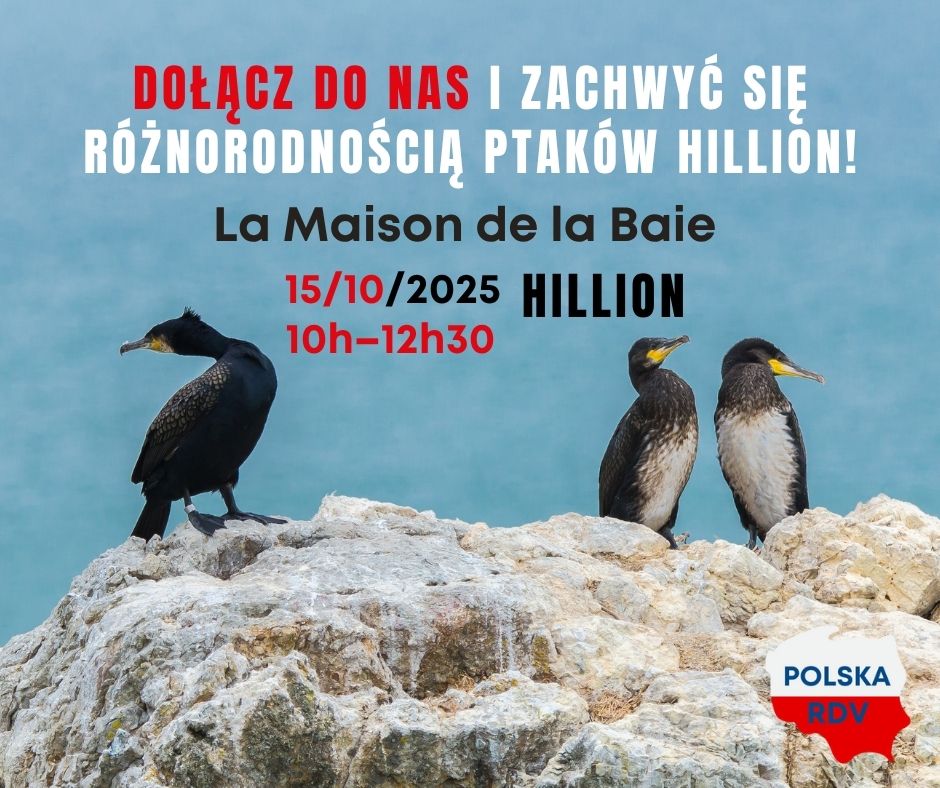 spacer w ornitologiem Hillion