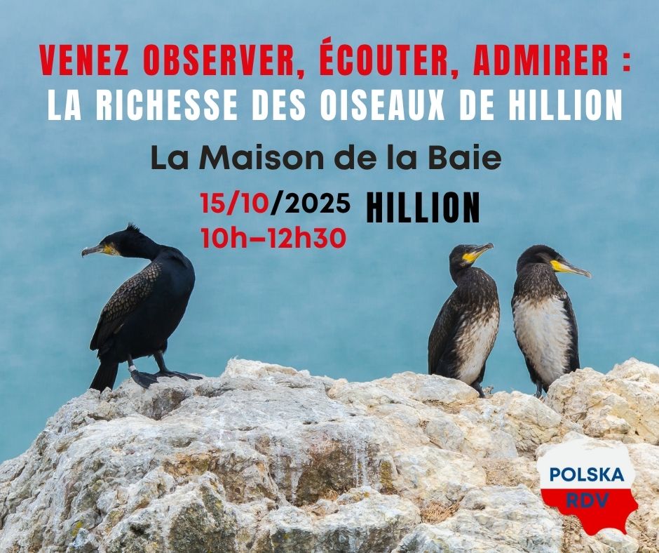Promenade avec une ornithologue Hillion